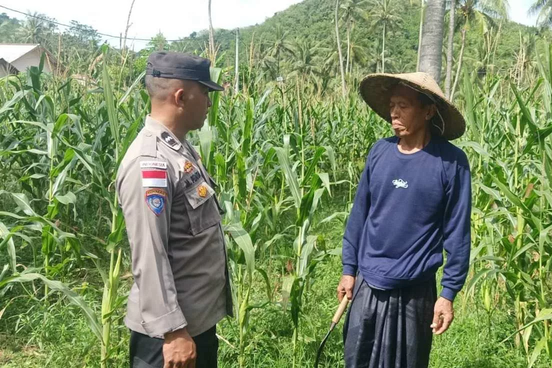 Bhabinkamtibmas Sekotong Dukung Petani Jagung Wujudkan Ketahanan Pangan