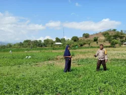 Mendukung Program Ketahanan Pangan Nasional, Bhabinkamtibmas Polsek Woha Pantau Lahan Sayur Milik Warga Binaan