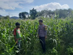 Bhabinkamtibmas Desa Talonang Baru Lakukan Sambang dan Pengecekan Lahan Jagung Tahap II