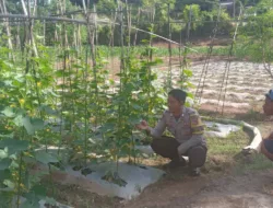 Dukung Ketahanan Pangan, Bhabinkamtibmas Desa Belo Dampingi Warga Kelola Tanaman Mentimun