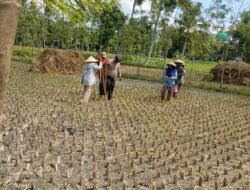 Polres Loteng Tinjau Pekarangan Lahan Bergizi Milik Warga