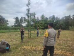 Ketahanan Pangan Banyumulek: Polisi Aktif Dampingi Petani Jagung