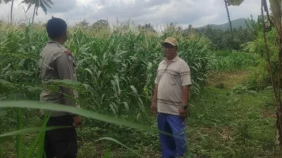 Dukung Swasembada Pangan, Bhabinkamtibmas Kawal Tanaman Jagung di Kediri, Lombok Barat