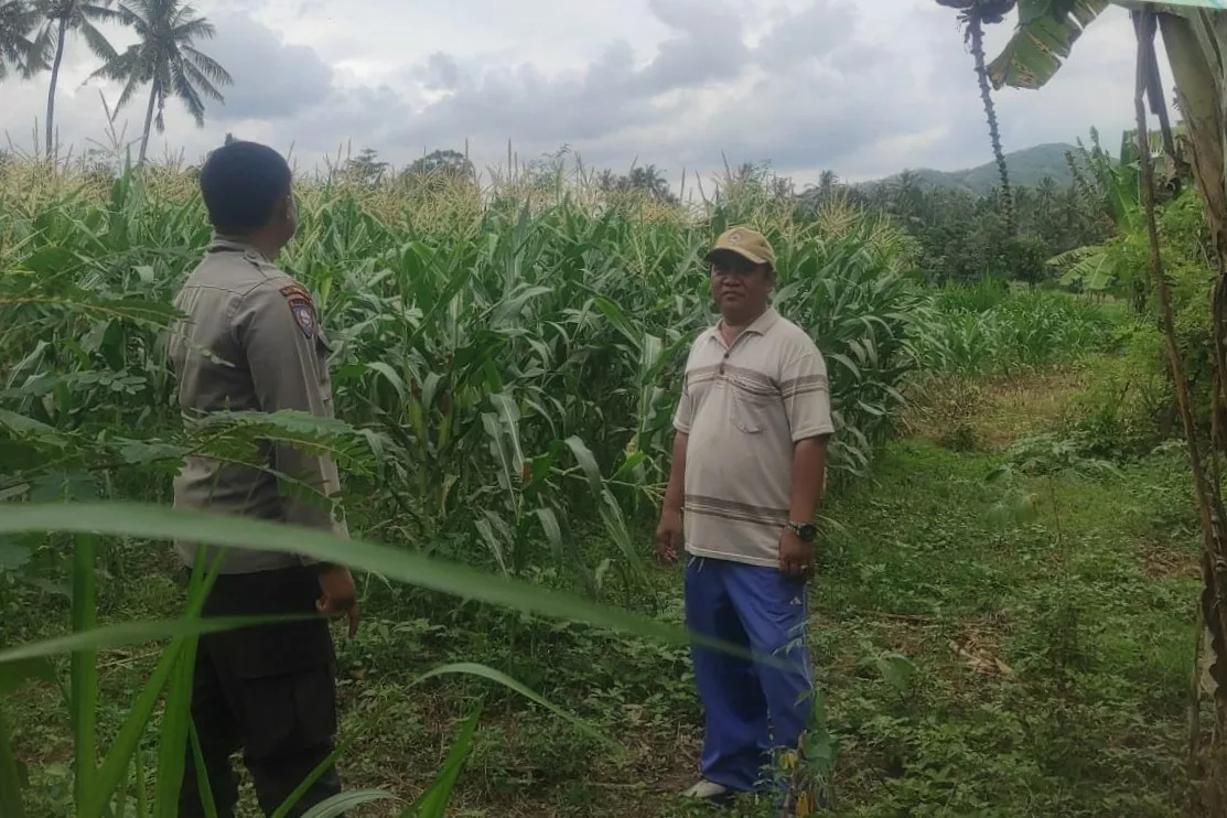 Pemanfaatan Pekarangan dan Jagung Siap Panen, Banyumulek Jadi Contoh Ketahanan Pangan NTB