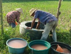 Polri Aktif Dukung Ketahanan Pangan, Bhabinkamtibmas Sambangi Petani Jagung Gerung