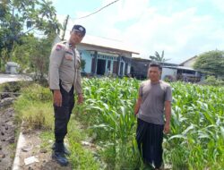 Lahan Kosong Jadi Solusi Pangan: Inisiatif Bhabinkamtibmas Desa Labuapi