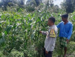 Aiptu Muhammad Bakri Dampingi Petani Jagung di Desa Montong Are