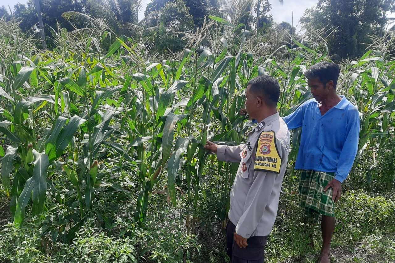 Bhabinkamtibmas Montong Are Dorong Ketahanan Pangan Melalui Pendataan Petani Jagung