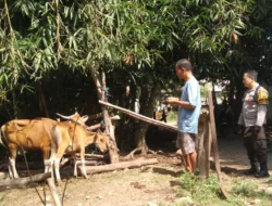 Sinergi Warga & Polisi Bangun Ketahanan Pangan di Batulayar