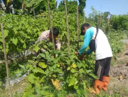 Sinergi Petani dan Polisi Kuatkan Ketahanan Pangan Kuripan