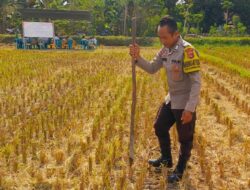 Sinergi Polri dan Petani Dusun Perengge Kuah Dukung Program Pangan Nasional