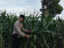 Panen Jagung Bersama, Polisi dan Warga Labuapi Perkuat Ketahanan Pangan