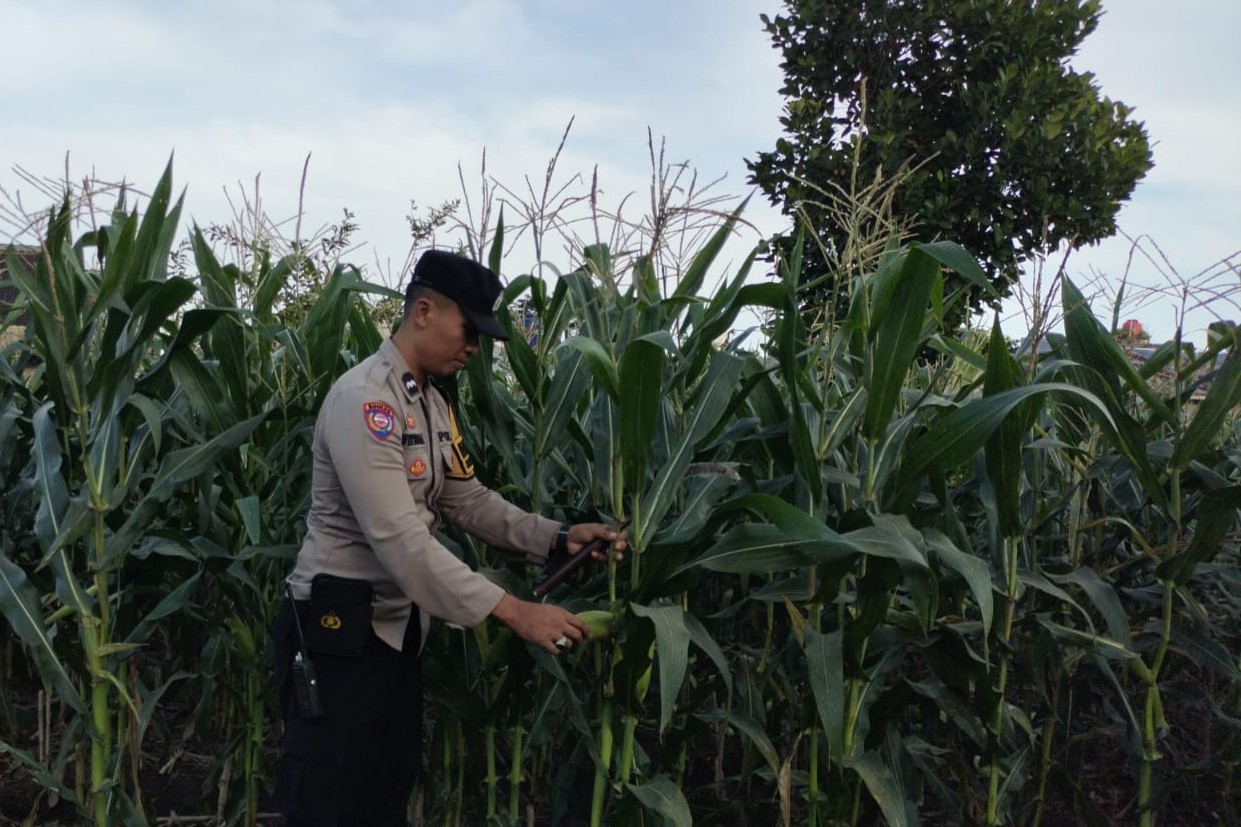 Peran Aktif Bhabinkamtibmas Labuapi Dukung Ketahanan Pangan Lokal