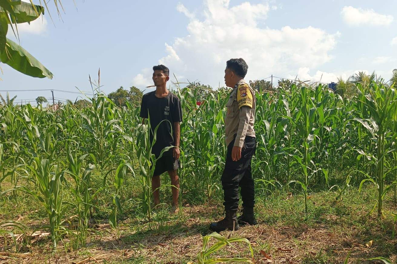 Polisi Desa Cendi Manik Dorong Ketahanan Pangan Lewat Pendampingan Petani Sekotong