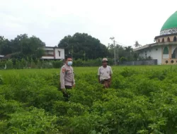 AIPTU Dodit Galakkan Tanam Pangan Bergizi di Desa Jagaraga