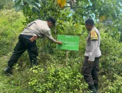 Sinergi Ketahanan Pangan: Pemanfaatan Hutan Mareje Timur untuk Tumpang Sari