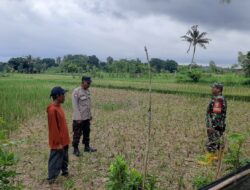 Polisi Turun ke Sawah: Bhabinkamtibmas Kediri Dampingi Petani di Montong Are