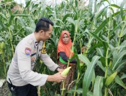 Polsek Labuapi Perkuat Ketahanan Pangan Nasional Lewat Pendampingan Petani Lokal