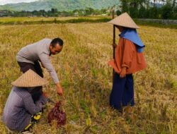 Sinergi Polri dan Petani di Dusun Iting Langgem Tingkatkan Produktivitas Pertanian