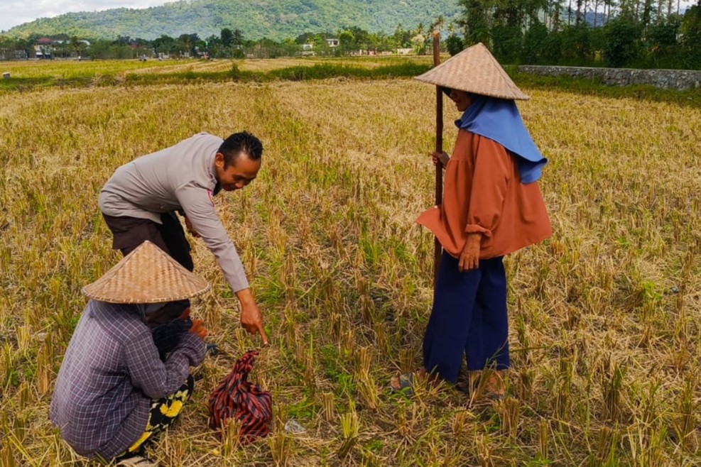 Sinergi Polsek Kuripan dan Petani Iting Langgem, Dukung Swasembada Pangan Lokal