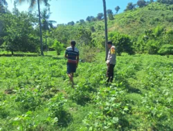 Bhabinkamtibmas Desa Luk Dorong Ketahanan Pangan Melalui Pemanfaatan Pekarangan