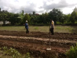 Sinergi Petani dan Polisi di Lombok Barat Perkuat Swasembada Pangan