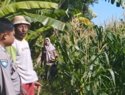 Pemantauan Jagung di Pengdongan Indah Dukung Ketahanan Pangan Desa