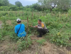 Bhabinkamtibmas Rhee Loka Sambang Desa, Apresiasi Budidaya Sayuran Warga demi Ketahanan Pangan