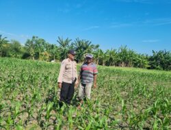 Lahan Pertanian So Pali Desa Kramat Telah Terisi Penuh, Bhabinkamtibmas Pastikan Tidak Ada Penanaman Baru Kuartal Ketiga