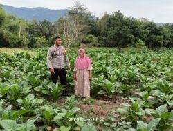 Polisi Aktif Dukung Ketahanan Pangan, Bhabinkamtibmas Desa Adu Pantau Lahan Tani Tembakau