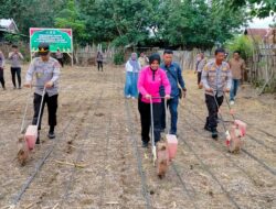 Kapolri,Pimpin Penanaman Jagung Kuartal III Serentak Secara Virtual Kapolres Bima Laksanakan Penanaman Jagung di Lahan 1 Hektare Milik Mapolsek Monta