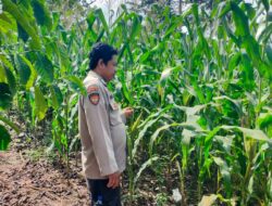 Bhabinkamtibmas Desa Rarak Ronges Dampingi Pengelolaan Pekarangan Pangan Bergizi Musim Tanam Kuartal II