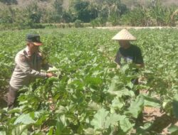 Wujudkan Ketahanan Pangan, Bhabinkamtibmas dan Warga Desa Rhee Ubah Pekarangan Kosong Jadi Kebun Sayur