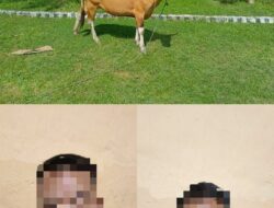 Dua Orang Pria Pelaku Pencurian Seekor Sapi Berhasil Diamankan oleh Personel Polsek Lunyuk