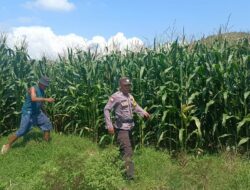 Bhabinkamtibmas Desa Tarusa Tinjau Lahan Jagung Warga, Ajak Masyarakat Dukung Ketahanan Pangan