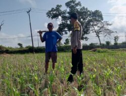 Dusun Sedayu Tunjukkan Keteladanan dalam Program Ketahanan Pangan Skala Rumah Tangga