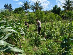 Bhabinkamtibmas Desa Pasir Putih Dampingi Pengelolaan Pekarangan Pangan Bergizi
