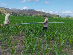 Bhabinkamtibmas Desa Ta’a Laksanakan Pemantauan Lahan Pertanian Warga, Dukung Program Ketahanan Pangan