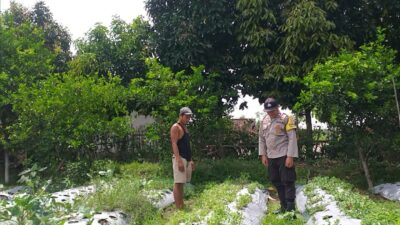 Bhabinkamtibmas Batulayar Dampingi Warga Panen Cabai, Dorong Pangan Mandiri dari Pekarangan