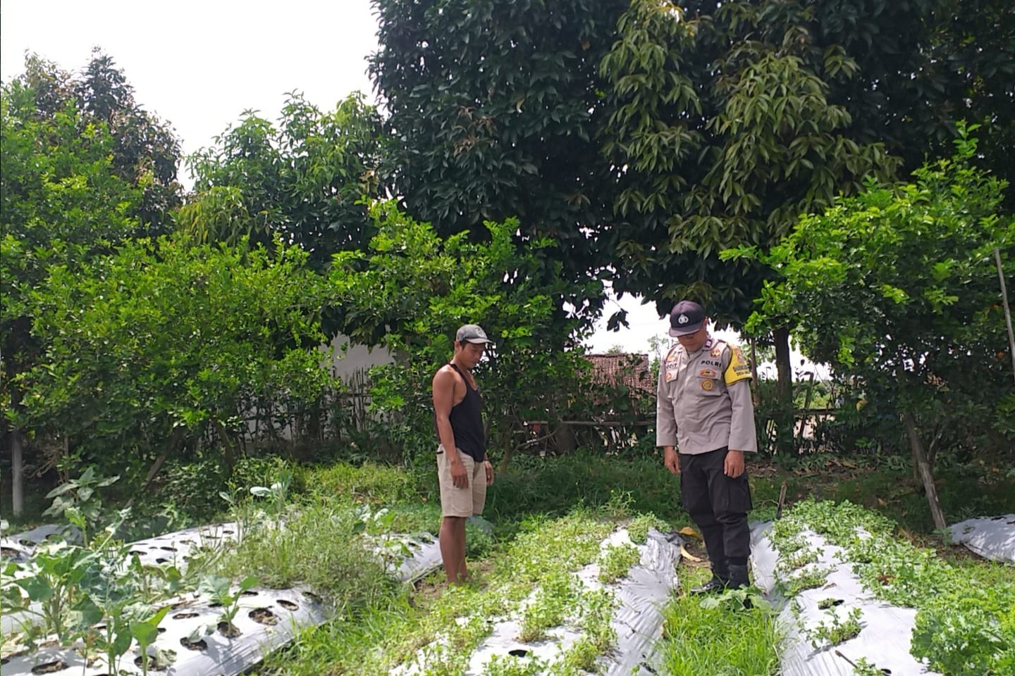 Bhabinkamtibmas Batulayar Dampingi Warga Panen Cabai, Dorong Pangan Mandiri dari Pekarangan
