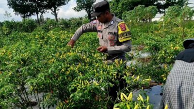 Bhabinkamtibmas Kuripan Utara Dampingi Panen Cabai, Jaga Kamtibmas dan Ekonomi Lokal