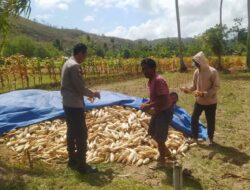 Bhabinkamtibmas Dampingi Panen Jagung di Desa Batu Putih Sekotong