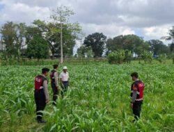 Bhabinkamtibmas Batu Putih Dampingi Petani Panen Jagung di Sekotong