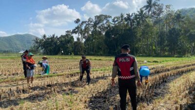 Sat Samapta Polres Lombok Barat Dukung Petani Jagung Desa Kebon Ayu
