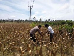 Peran Polri dalam Ketahanan Pangan: Bhabinkamtibmas Sambangi Petani Kedaro