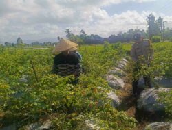 Polri Hadir di Ladang: Panen Cabai di Dusun Pelulan Jadi Simbol Ketahanan