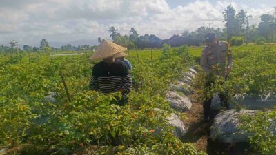 Polri Dampingi Petani Panen Cabai di Kuripan Utara, Dukung Ketahanan Pangan Lokal