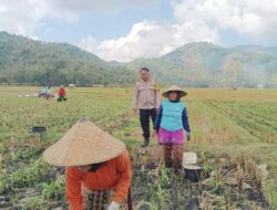 Bhabinkamtibmas Banyu Urip Dampingi Petani Jagung di Dusun Rincung