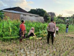 Polri Turun ke Sawah: Bhabinkamtibmas Sosialisasi Ketahanan Pangan di Kuripan Utara