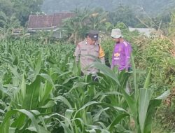 Polsek Lembar Dukung Ketahanan Pangan Lewat Pendampingan Petani di Desa Babussalam